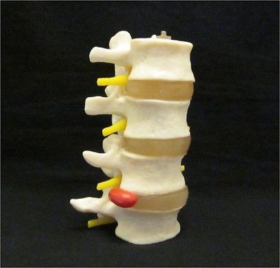   PART LUMBAR VERTEBRAE SPINE SET ANATOMICAL ANATOMY MODEL CHIROPRACTIC