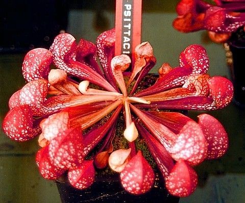 Parrot Pitcher Plant 10 Seeds   Sarracenia  Carnivorous