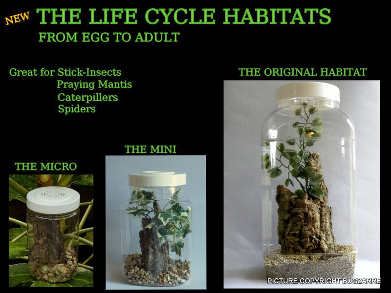 PRAYING MANTIS/STICK INSECT/SPIDER/​LIFE CYCLE HABITAT SET