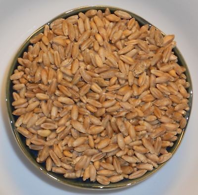 Organic Triticale Wheat Grain ~ Rye Wheat Hybrid (x Triticosecale 