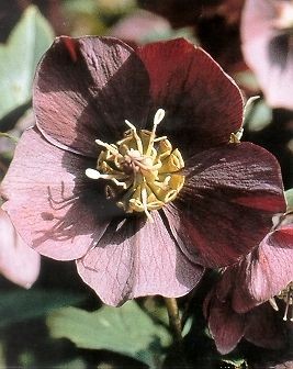 Purple Christmas Rose 10 Seeds  Helleborus Sh​ade