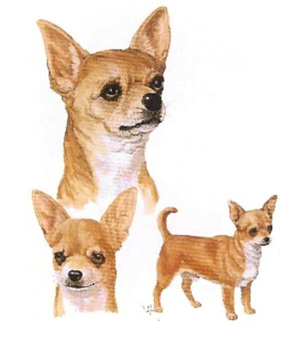 CHIHUAHUA Smooth DOGS Multi Poses Fabric  ONE 18 x 22 Panel  for 