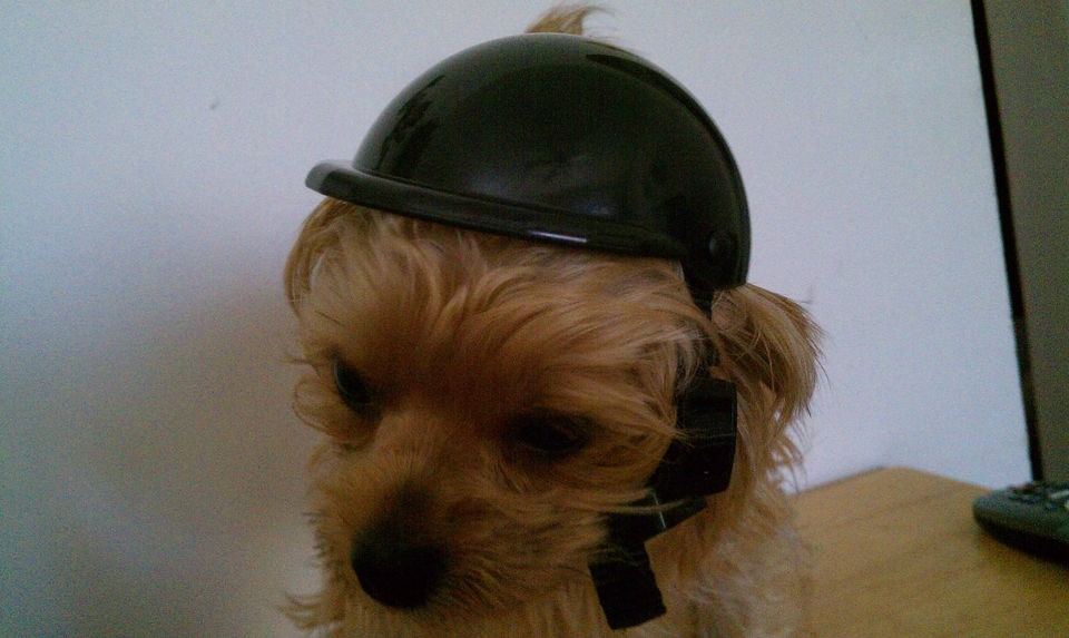 dog helmets in Dog Supplies