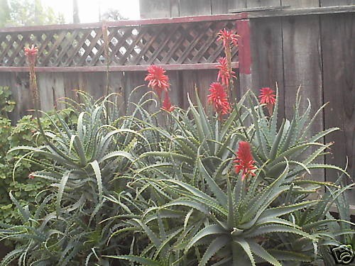 aloe arborescens in Cactus & Succulents