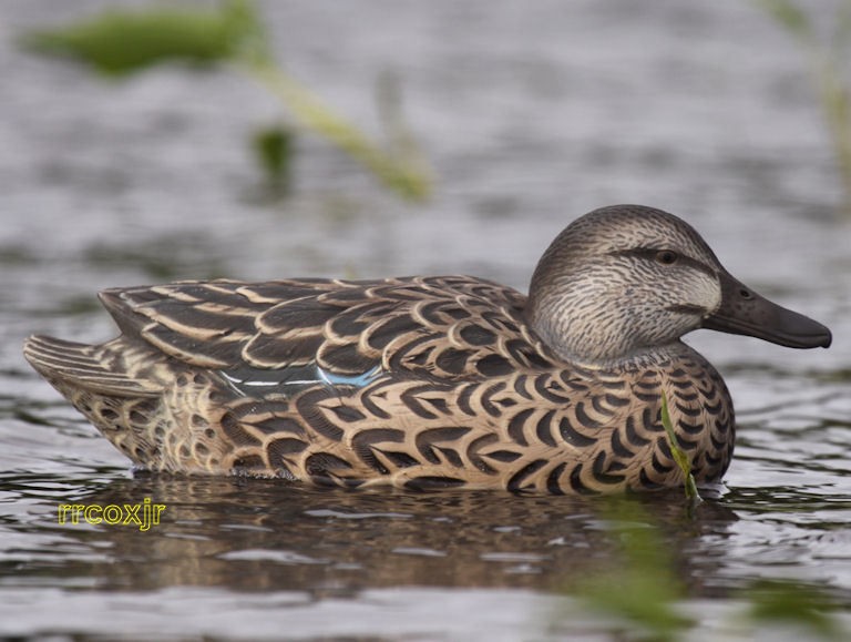 teal decoy in Decoys