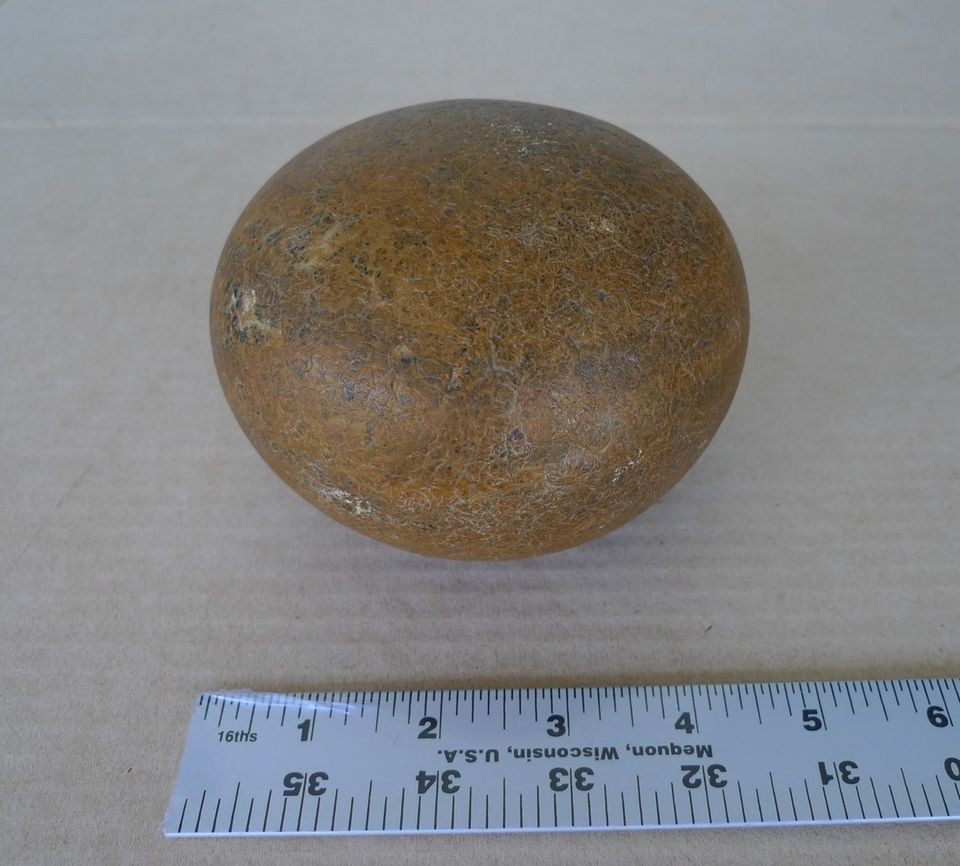 Prehistoric Fossil Dinosaur Egg Hadrosaur Fossilized High Quality 