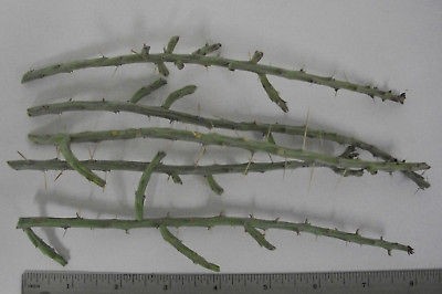 Winter Hardy Pencil Cholla 5 Cactus Cuttings