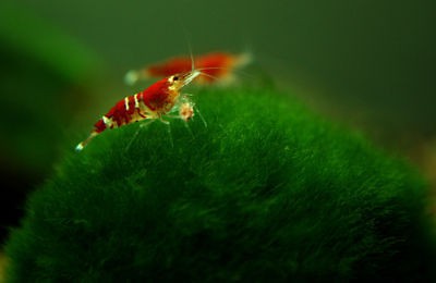 Giant Marimo for live aquarium catfish discus plecos BS