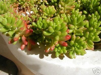 Jelly Beans,or Pork n beans Sedum Rubrotinctum