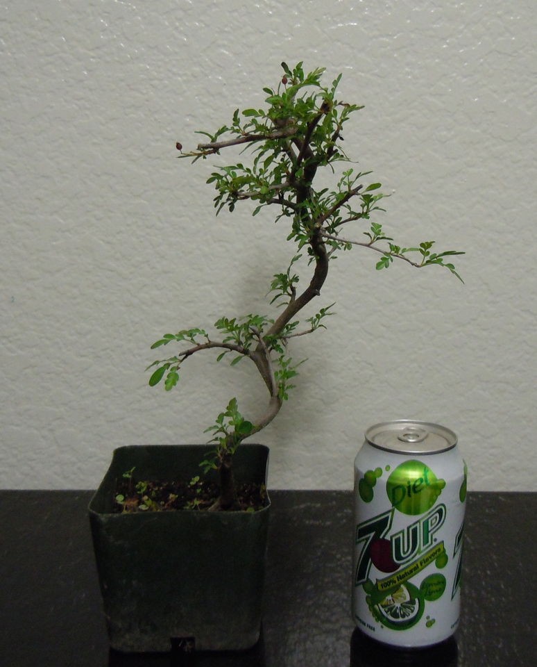 Dwarf Japanese flowering Hawthorn for shohin pre bonsai curving trunk 