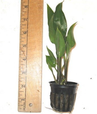 CRYPTOCORYNE CILIATA Live Aquarium Plant potted