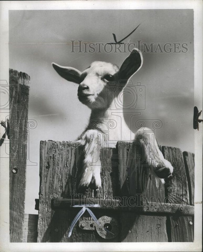 goat fence in Home & Garden