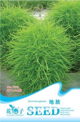  Seeds Grass Burning Bush (Kochia scoparia) Plant summer cypress Seed 