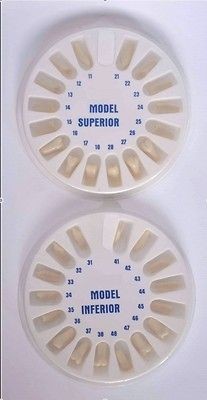 Ivorine Replacement Teeth for Typodental Typodont 860