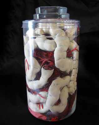   Human Intestines Guts in Lab Jar Scary Halloween Haunted House Prop
