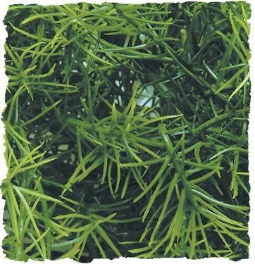 Zoo Med Casuarina Natural Artificial Plant Terrarium Reptile Free 