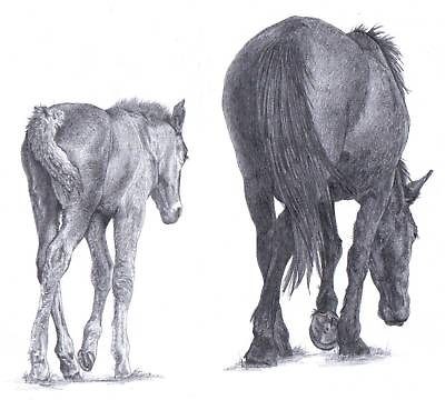   Horse pencil art drawing picture Limited Edition print UK artist