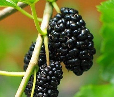 mulberry trees in Trees