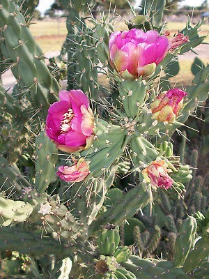 cactus plants in Plants