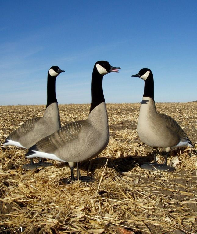 AVERY GREENHEAD GEAR CANADA GOOSE LOOKER DECOYS 3 NEW