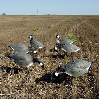 CARRY LITE CANADA ONE PIECE GOOSE SHELL DECOYS CANADIAN  NEW 