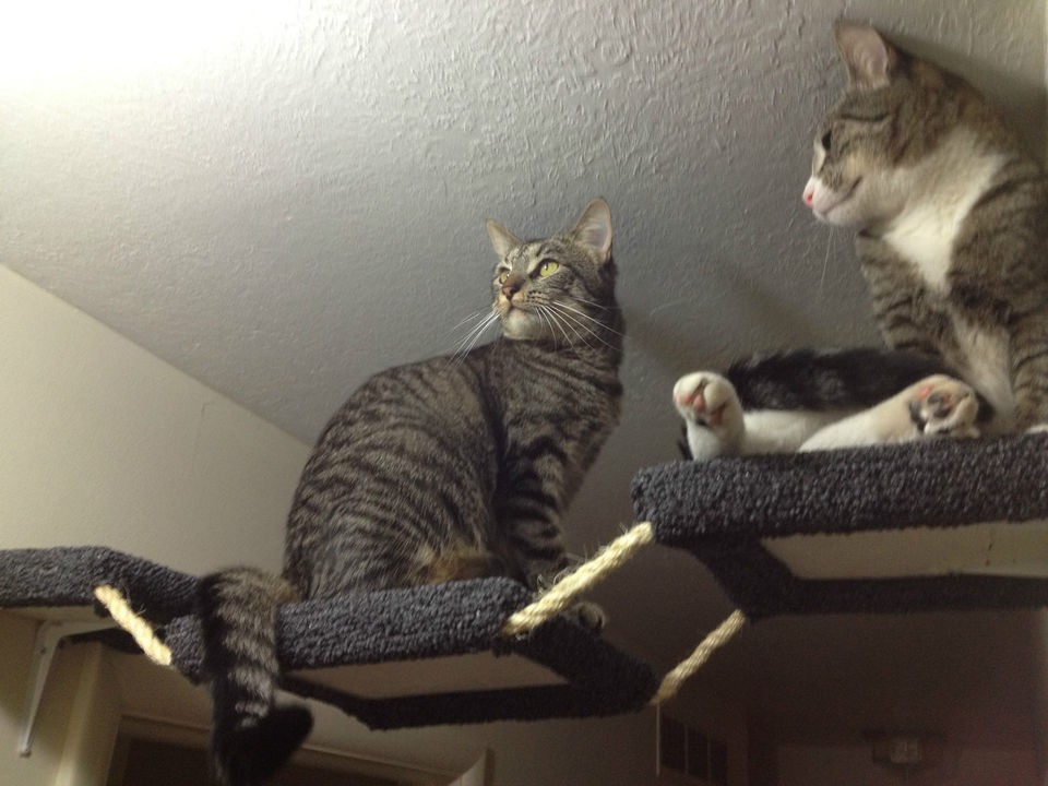 cat tree, perch, shelf, scratching post, cat tower