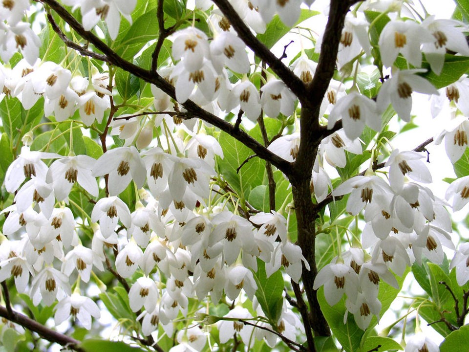 flower tree seeds in Trees