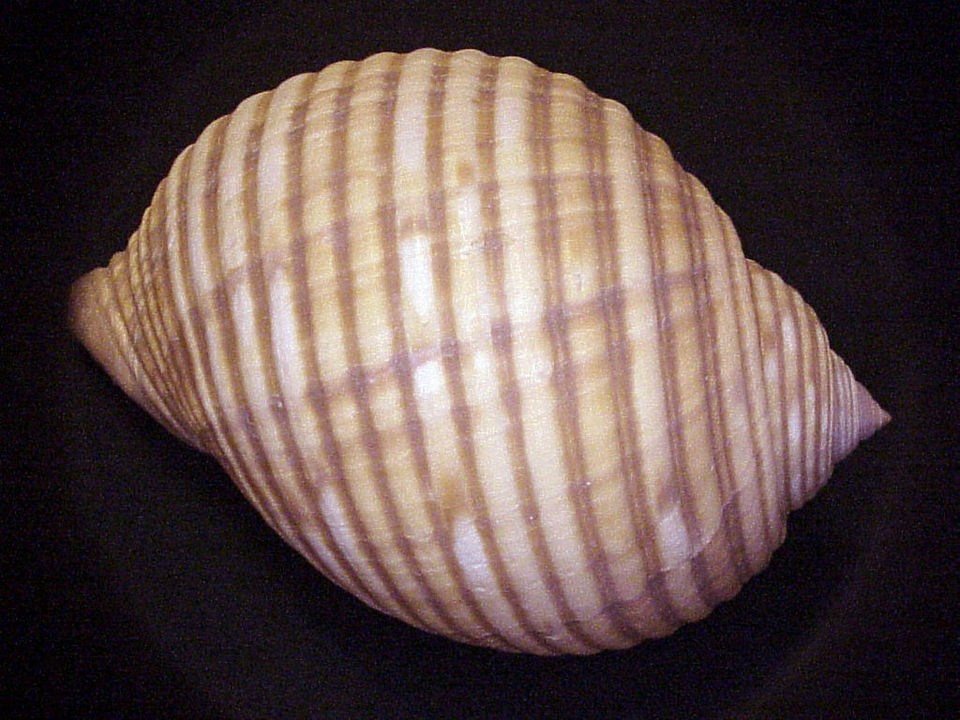 TONNA HAWAIIENSISLARGEST HAWAIIAN TUN SHELL ON  AT A WHOPPING 181 