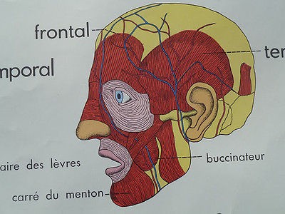 French old poster Anatomy school Medicine Human Body muscular system 