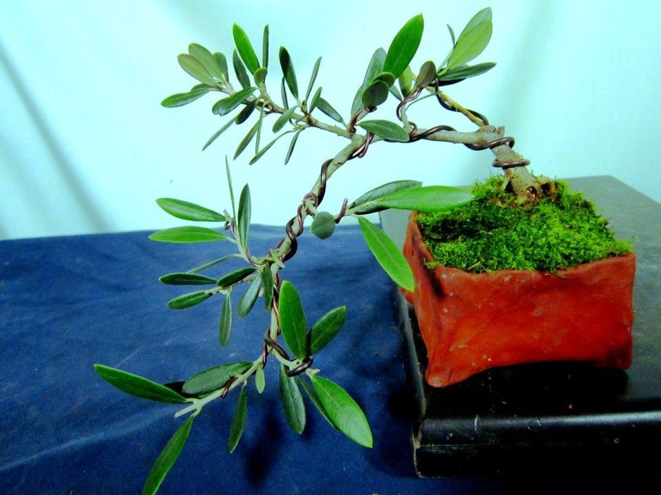 olive plant in Flowers, Trees & Plants