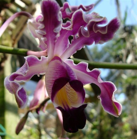 Orchid Plant Schomb. tibicinis attached on wood stick.