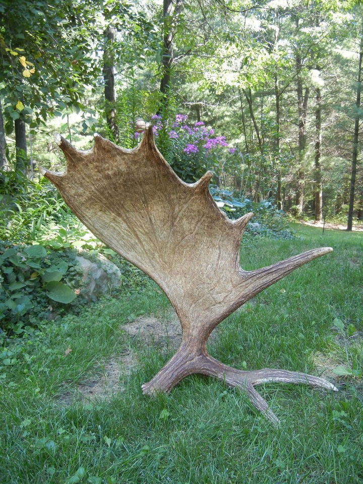 Stand Up Moose Shed Antler NICE