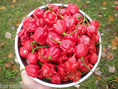 trinidad scorpion seeds in Seeds & Bulbs