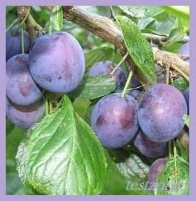 Damson Plum Tree Plant  5 Seeds  Prunus Domestica Damask Prune 