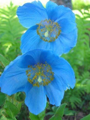   HIMALAYAN BLUE POPPY 25 SEEDS AL1985SC ª¤¤ª˜¨¨¯¯¨¨˜ª