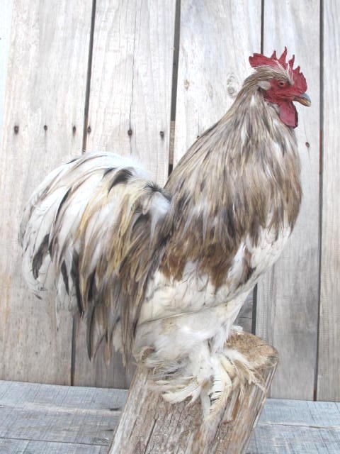 Grey Splash Cochin Rooster Real Bird Taxidermy Mount