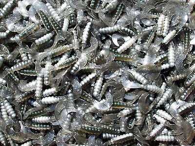   SHAD 2 Curly Tail GRUBS Crappie/Trout/​Bream/Perch/Pa​nfish Lures