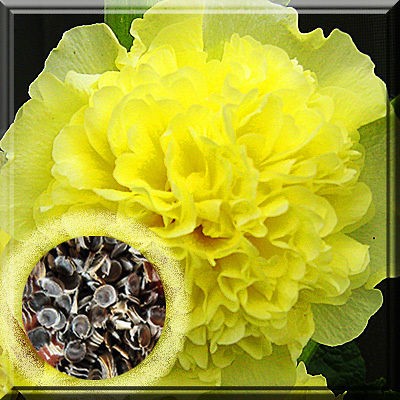   Fresh” 48 yellow Hollyhock Alcea Rosea ‘Summer Carnival’ SEEDs