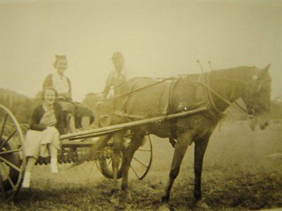 Antique Photo Harnessed Horse Drawn Field Hay Plow Ride