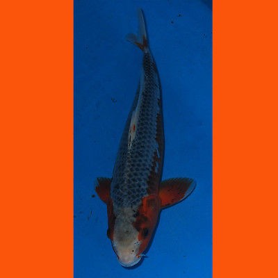 fish tank in Tropical Fish