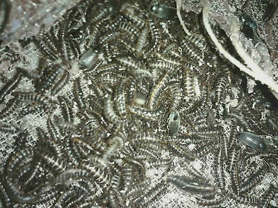 2500+ Dermestid Beetle LOT Taxidermy/Skul​l Skeleton/Beetl​es Bait 