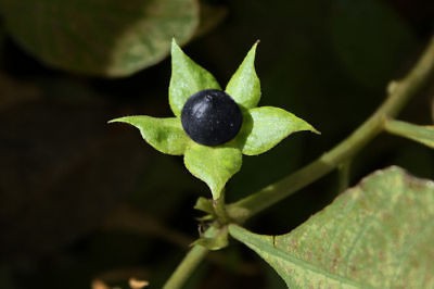 Atropa Belladonna 50 DEADLY NIGHTSHADE seeds