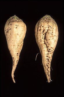 beet, SUGAR BEET, MAKE YOUR OWN SUGAR, 500 seeds GroCo