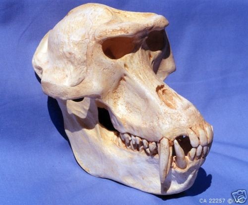 GELADA BABOON SKULL REPLICA