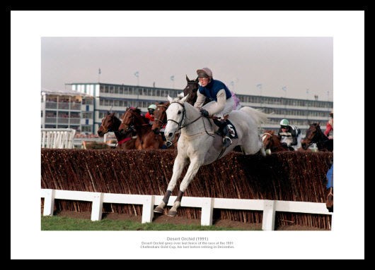 Desert Orchids Last Cheltenham Gold Cup Horse Racing Photo (129)