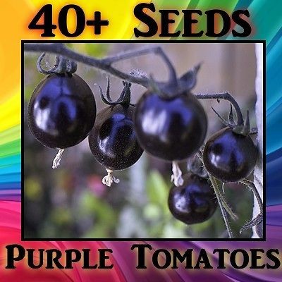 PACK 40 Cherry Purple Tomato Seeds Blue Fruit Bulk Garden Vegetable 