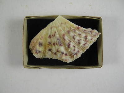 Hippopus hippopus (giant clam) shell from Philippines