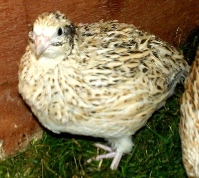 120 ITALIAN SPECKLED COTURNIX QUAIL INCUBATION, HATCHING & EATING EGGS