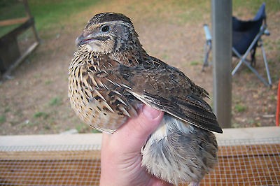 Jumbo Brown Coturnix Quail Eggs for Hatching, Incubation, Eating,100 