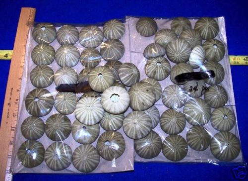 20 GREEN SEA URCHINS SHELLS SEASHELLS CRAFTS WEDDINGS